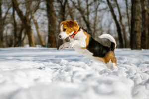 Five Winter Safety Tips for Your Dog