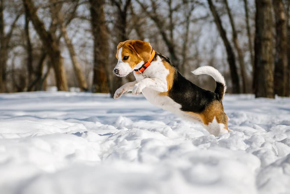 Five Winter Safety Tips for Your Dog